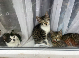 2 male kittens for sale