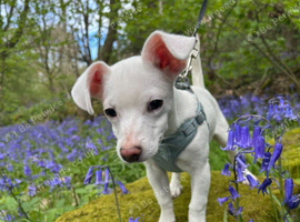 Pablo 8mth old jackchi