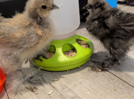 2 6 week old Silkie chicks