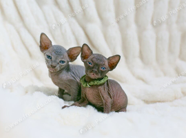 Gorgeous Sphynx Kittens