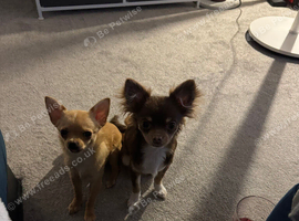 Chihuahua boy