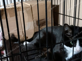 Two kittens needing homes