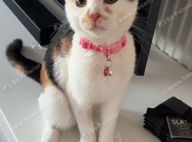 Calico 6 Month Old