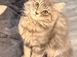 Pure Maine Coon kittens