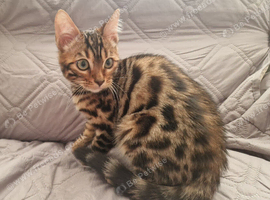 Adorable bengal kitten for Sale