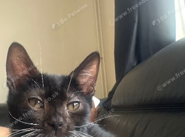Stunning Boy Urgently needing home