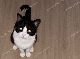 Cat For Sale