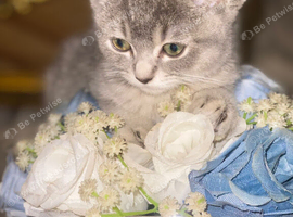 BSH x kittens