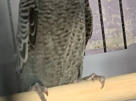 Baby blackface budgie