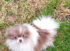 Lilac and white particoloured female pomeranian