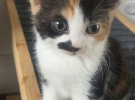 Kittens for sale