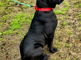 Cane corso female