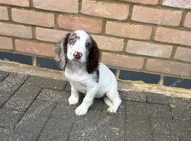 Cocker spaniel female puppy