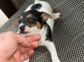 Here I have a beautiful litter of Jack Russell puppies