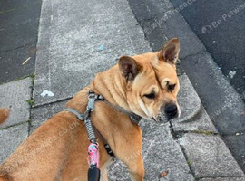 Chow x Belgian Malinois