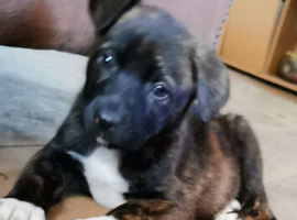 Staffie x kc German shepard