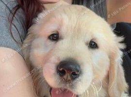 Golden retriever boy