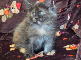 4 x Maine Coon Kittens