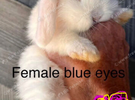 Mini lop pure bred