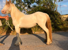 Lemon and white filly