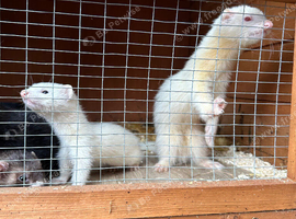 Pair of two albinos girls silver