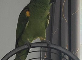 Beautiful Blue Fronted Amazon 6yr old