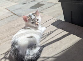 Kittens