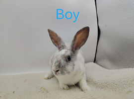 Mini rex babys