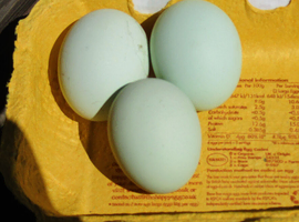 Hatching Eggs from Hybrid Bantams ( Araucana x Pekin ) green egg layers