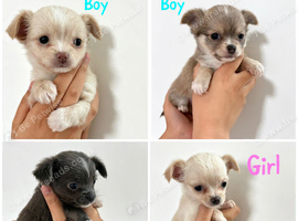 XXS Chihuahua Puppys for sale