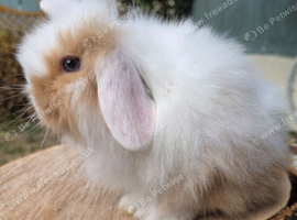 Super fluffy baby bunnies teddywidders