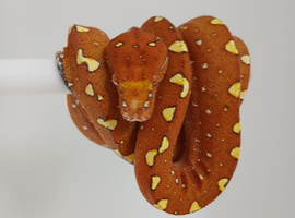 UKCB Green tree pythons
