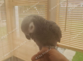 African grey