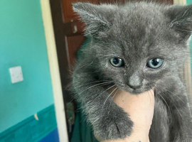 Mixed breed