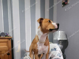 3 year old american bulldog cross with staff