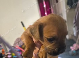 Cockerpoo cross french bulldog