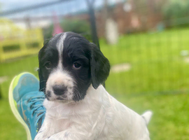Exceptionally well bred sprocker pups