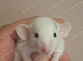Male Baby Dumbo Rats