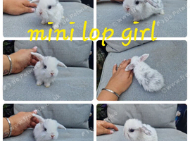 5 mini lop babies