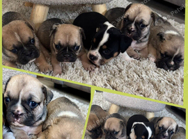 British bulldog cross pug puppies