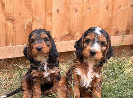 Outstanding F1 miniature show type cockapoos