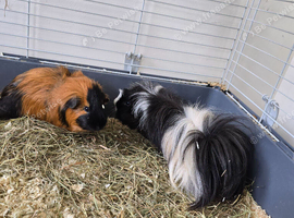2 MALE GUINEA PIGS