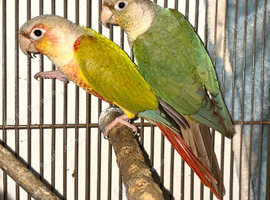 Pair of green cheek conures