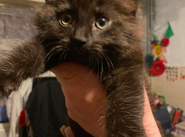 Boy long haired kitten