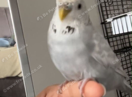 Budgies