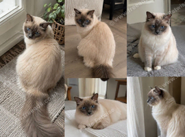 Active Ragdoll Queen 4years old  Looking for a New Home