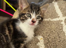 Kittens for sale