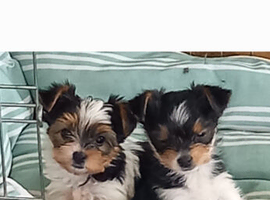 Biewer Pups Pedigree