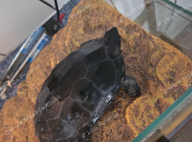 Reeve turtle