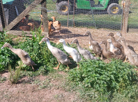 Indian runner females